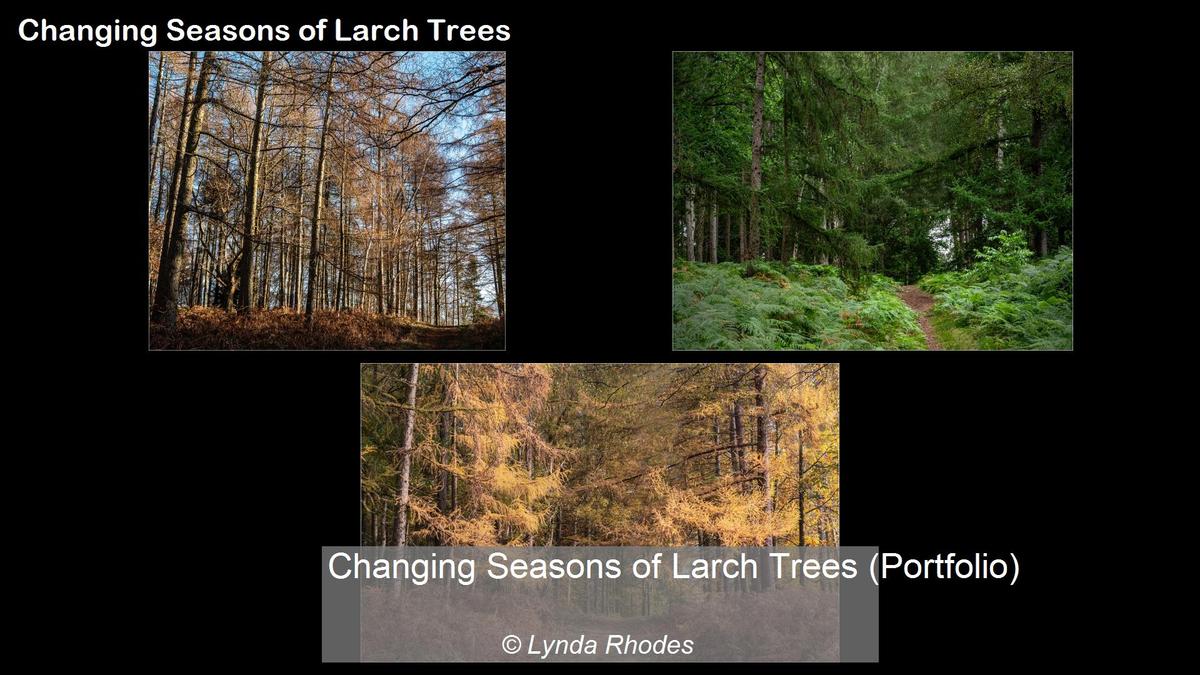 Changing Seasons of Larch Trees (Portfolio)_Lynda Rhodes